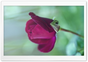 Purple Rose Bud Ultra HD Wallpaper for 4K UHD Widescreen desktop, tablet & smartphone