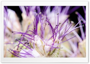 Purple Stamens, Flower, Macro Ultra HD Wallpaper for 4K UHD Widescreen desktop, tablet & smartphone