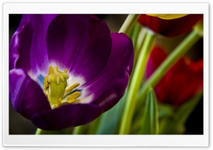 Purple Tulip Ultra HD Wallpaper for 4K UHD Widescreen desktop, tablet & smartphone