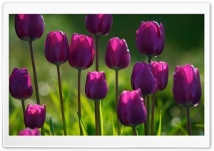 Purple Tulips Ultra HD Wallpaper for 4K UHD Widescreen desktop, tablet & smartphone