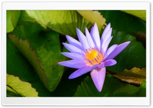 Purple Water Lily Ultra HD Wallpaper for 4K UHD Widescreen desktop, tablet & smartphone