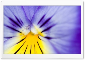 Purple Yellow Flower Ultra HD Wallpaper for 4K UHD Widescreen desktop, tablet & smartphone