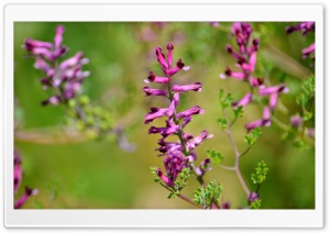 Purplish Tower Flowers Ultra HD Wallpaper for 4K UHD Widescreen desktop, tablet & smartphone