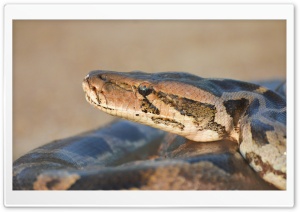 Python Snake Ultra HD Wallpaper for 4K UHD Widescreen desktop, tablet & smartphone