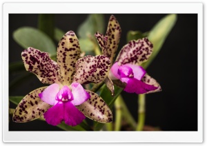 Queen Orchids Ultra HD Wallpaper for 4K UHD Widescreen desktop, tablet & smartphone