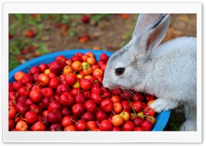 Rabbit Ultra HD Wallpaper for 4K UHD Widescreen desktop, tablet & smartphone
