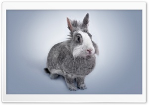 Rabbit Ultra HD Wallpaper for 4K UHD Widescreen desktop, tablet & smartphone