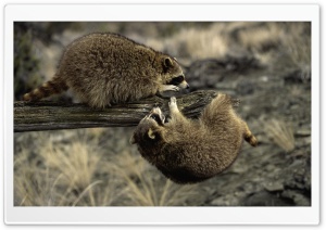 Raccoons On Branch Ultra HD Wallpaper for 4K UHD Widescreen desktop, tablet & smartphone