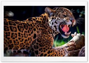 Rage Ultra HD Wallpaper for 4K UHD Widescreen desktop, tablet & smartphone