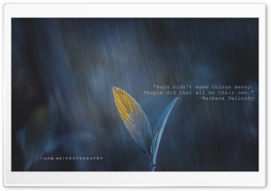 Rain and Something Ultra HD Wallpaper for 4K UHD Widescreen desktop, tablet & smartphone