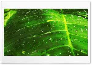 Rain drops Ultra HD Wallpaper for 4K UHD Widescreen desktop, tablet & smartphone