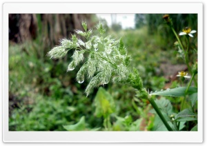 Rain Drops On Green Ultra HD Wallpaper for 4K UHD Widescreen desktop, tablet & smartphone