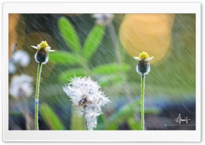 Rain Flower Ultra HD Wallpaper for 4K UHD Widescreen desktop, tablet & smartphone