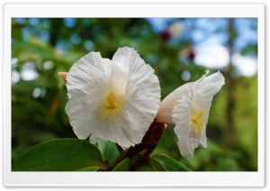 Rain Forest Morning Ultra HD Wallpaper for 4K UHD Widescreen desktop, tablet & smartphone