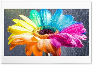 Rainbow flower dew Ultra HD Wallpaper for 4K UHD Widescreen desktop, tablet & smartphone