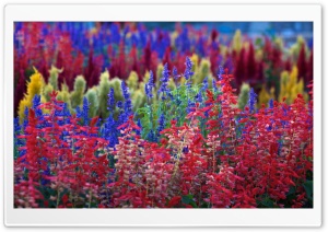 Rainbow Flowers Ultra HD Wallpaper for 4K UHD Widescreen desktop, tablet & smartphone