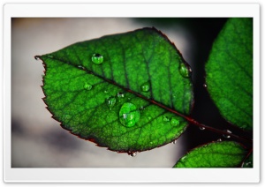 Raindrop Ultra HD Wallpaper for 4K UHD Widescreen desktop, tablet & smartphone