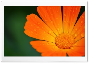 Raindrops Ultra HD Wallpaper for 4K UHD Widescreen desktop, tablet & smartphone