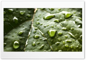 Raindrops on a green leaf Ultra HD Wallpaper for 4K UHD Widescreen desktop, tablet & smartphone