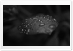 Raindrops On A Leaf Black And White Ultra HD Wallpaper for 4K UHD Widescreen desktop, tablet & smartphone