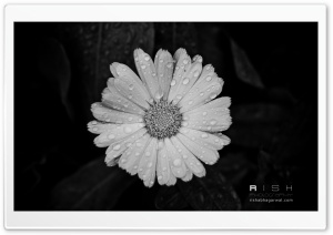 Raindrops On Flower Ultra HD Wallpaper for 4K UHD Widescreen desktop, tablet & smartphone