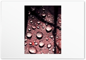 Raindrops On Leaf Ultra HD Wallpaper for 4K UHD Widescreen desktop, tablet & smartphone