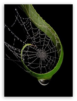 Raindrops On Spider Web UltraHD Wallpaper for Mobile 4:3 5:3 3:2 - UXGA XGA SVGA WGA DVGA HVGA HQVGA ( Apple PowerBook G4 iPhone 4 3G 3GS iPod Touch ) ;
