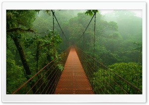 Rainforest Ultra HD Wallpaper for 4K UHD Widescreen desktop, tablet & smartphone