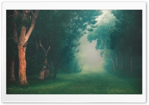 Rainforest Fog Ultra HD Wallpaper for 4K UHD Widescreen desktop, tablet & smartphone