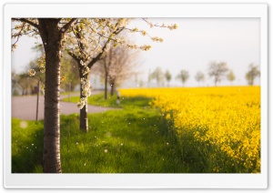 Raining Petals Ultra HD Wallpaper for 4K UHD Widescreen desktop, tablet & smartphone