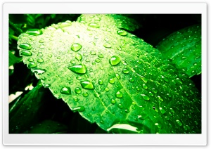 Rains Leaf Ultra HD Wallpaper for 4K UHD Widescreen desktop, tablet & smartphone