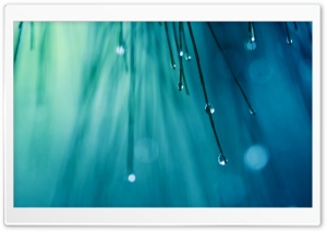 Rainy Ultra HD Wallpaper for 4K UHD Widescreen desktop, tablet & smartphone