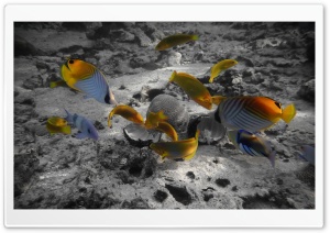 Rarotonga Underwater Ultra HD Wallpaper for 4K UHD Widescreen desktop, tablet & smartphone