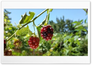 raspberry and berry Ultra HD Wallpaper for 4K UHD Widescreen desktop, tablet & smartphone