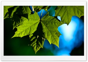 Reach for last Rays Ultra HD Wallpaper for 4K UHD Widescreen desktop, tablet & smartphone