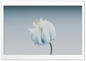 Ready to Bloom Ultra HD Wallpaper for 4K UHD Widescreen desktop, tablet & smartphone