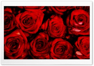 Reasons To Love Someone Ultra HD Wallpaper for 4K UHD Widescreen desktop, tablet & smartphone