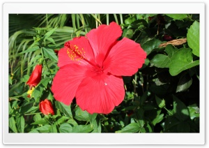 red Ultra HD Wallpaper for 4K UHD Widescreen desktop, tablet & smartphone