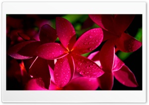 red Ultra HD Wallpaper for 4K UHD Widescreen desktop, tablet & smartphone