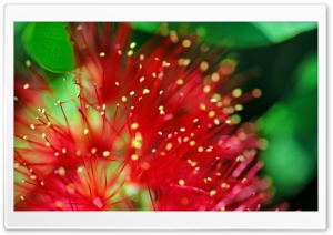 Red and Green Ultra HD Wallpaper for 4K UHD Widescreen desktop, tablet & smartphone