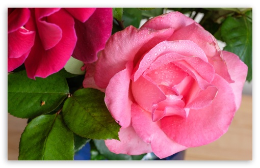Red and Pink Roses Flowers UltraHD Wallpaper for Wide 16:10 5:3 Widescreen WHXGA WQXGA WUXGA WXGA WGA ; UltraWide 21:9 24:10 ; 8K UHD TV 16:9 Ultra High Definition 2160p 1440p 1080p 900p 720p ; UHD 16:9 2160p 1440p 1080p 900p 720p ; Standard 4:3 5:4 3:2 Fullscreen UXGA XGA SVGA QSXGA SXGA DVGA HVGA HQVGA ( Apple PowerBook G4 iPhone 4 3G 3GS iPod Touch ) ; Tablet 1:1 ; iPad 1/2/Mini ; Mobile 4:3 5:3 3:2 16:9 5:4 - UXGA XGA SVGA WGA DVGA HVGA HQVGA ( Apple PowerBook G4 iPhone 4 3G 3GS iPod Touch ) 2160p 1440p 1080p 900p 720p QSXGA SXGA ;