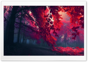 Red Autumn Ultra HD Wallpaper for 4K UHD Widescreen desktop, tablet & smartphone
