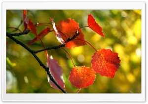 Red Autumn Leaves Ultra HD Wallpaper for 4K UHD Widescreen desktop, tablet & smartphone
