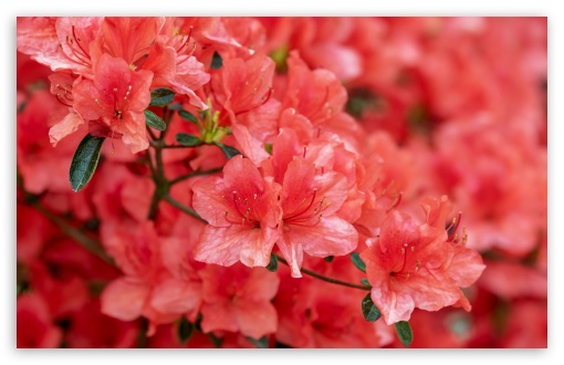 Red Azalea Flowers Ultra HD Desktop Background Wallpaper for 4K UHD TV :  Tablet : Smartphone