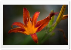 Red Beauty Ultra HD Wallpaper for 4K UHD Widescreen desktop, tablet & smartphone