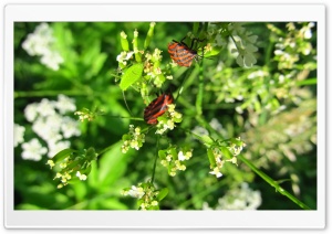 Red Beetle Ultra HD Wallpaper for 4K UHD Widescreen desktop, tablet & smartphone