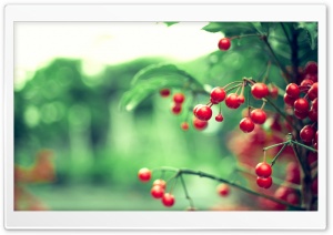 Red Berries Ultra HD Wallpaper for 4K UHD Widescreen desktop, tablet & smartphone