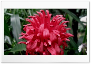 red blast Ultra HD Wallpaper for 4K UHD Widescreen desktop, tablet & smartphone