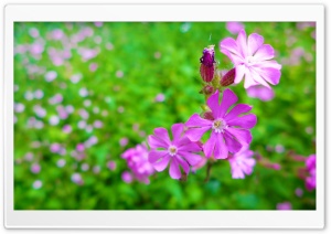 Red Blossom Ultra HD Wallpaper for 4K UHD Widescreen desktop, tablet & smartphone
