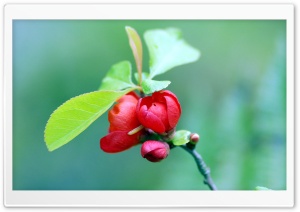 Red Blossom Tree Ultra HD Wallpaper for 4K UHD Widescreen desktop, tablet & smartphone